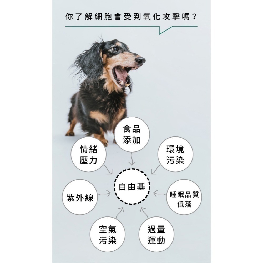 ★★現貨★★【寵立善】寵物天然保健食品/抗氧護眼葉黃素 FloraGLO游離型葉黃素 寵物眼睛保健 自然食-細節圖4