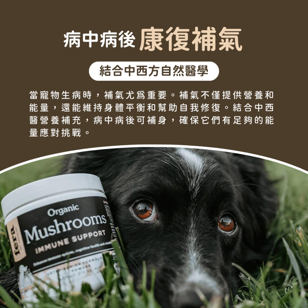 ★現貨免運【飛樂沛】美國 Fera Pets USDA Organic 有機十全蕈菇 菇菇粉 營養補充 犬貓用-細節圖7