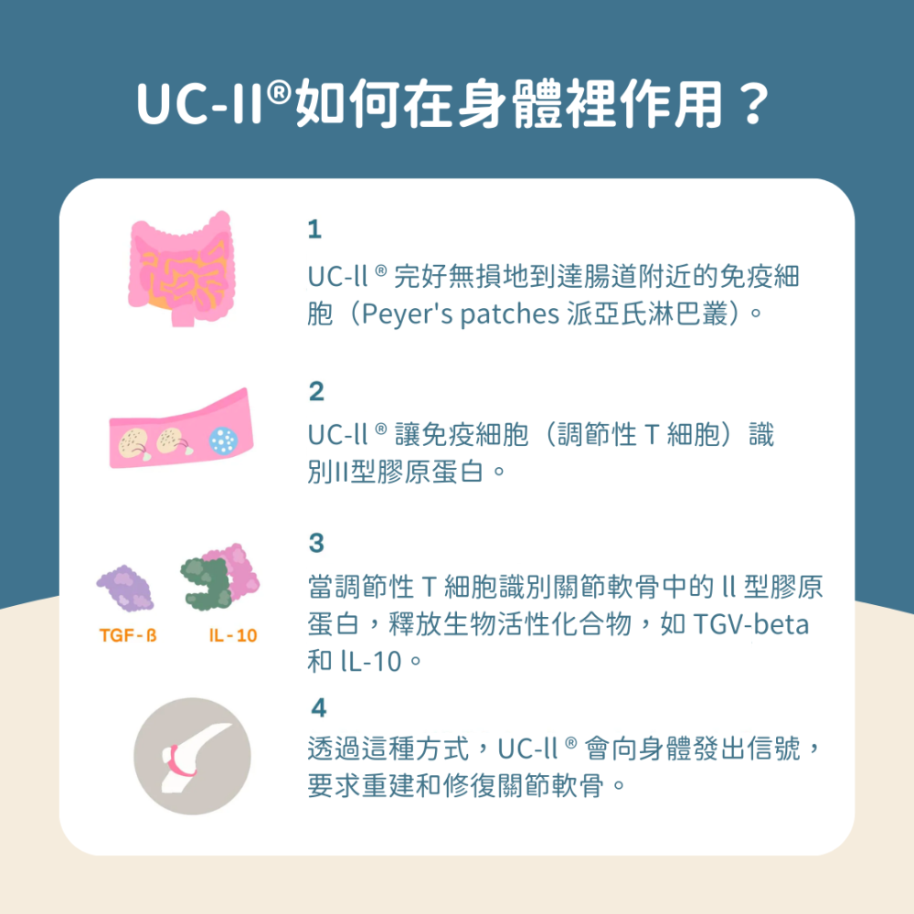 ★現貨免運【飛樂沛】美國 Fera Pets UC-Ⅱ® 5種膠原蛋白保健+ 關節保養 非變性二型膠原蛋白 犬貓用-細節圖8