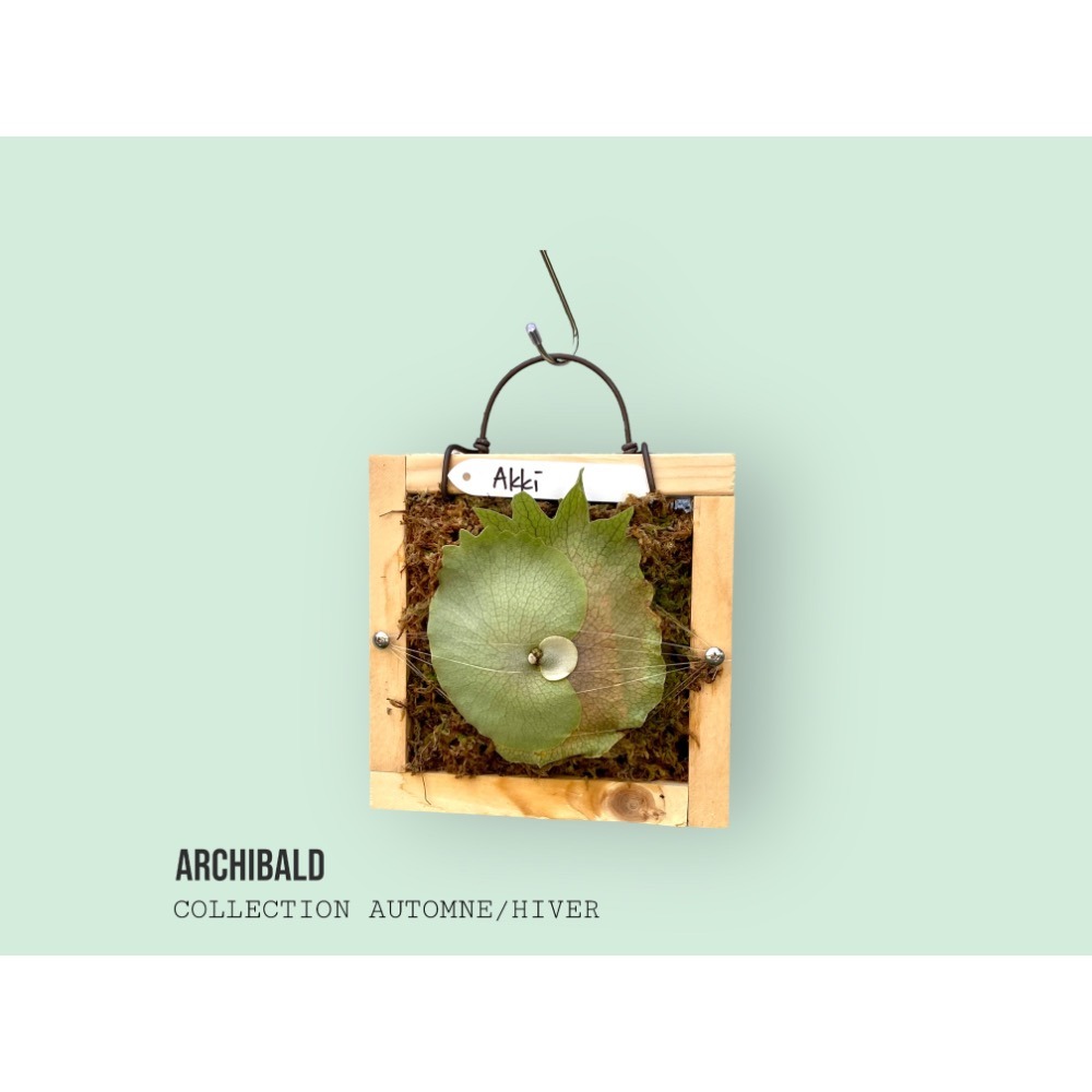 《鹿藝仕》原木白鐵框 鹿角蕨 側芽神器 空鳳架-細節圖3