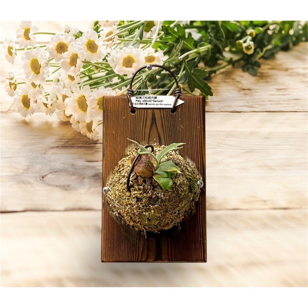 【鹿藝仕】  木蠟碳化板 鹿角蕨 侏儒 成株可用 上板 木植板 植栽板 原木板 蜂蠟塗層 圓邊處理 透氣孔-細節圖4