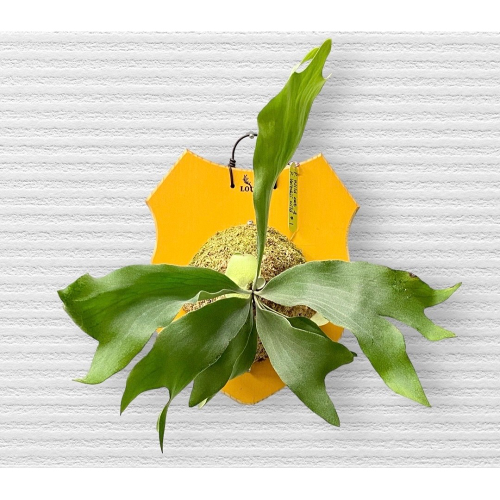 【鹿藝仕】大盾牌系列木蠟板 鹿角蕨 玉女 細菌上板 木植板 植栽板 指接板 圓邊處理 透氣孔-細節圖6