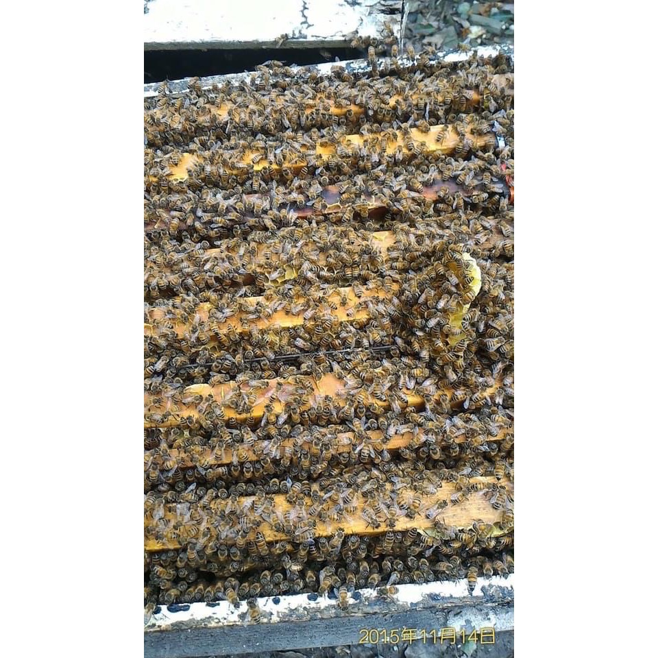 純正龍眼蜜-細節圖3