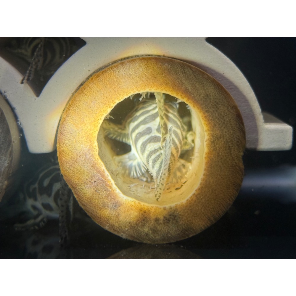 嚴選手工竹筒甕（已處理）-細節圖4