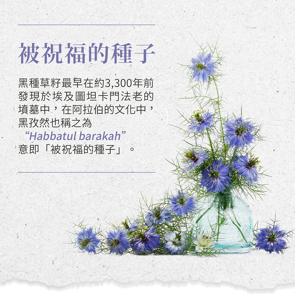 【滿額免運】Sanct Bernhard 聖伯納德 黑種草油膠囊 400顆/罐 德國百年草本 黑孜然【新宜安中西藥局】-細節圖4