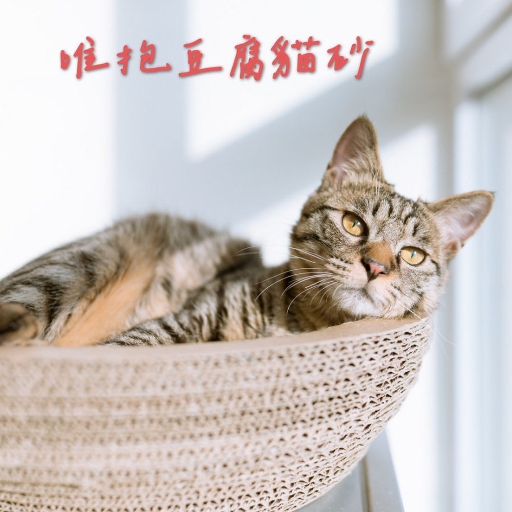 【唯抱 WAVE PAWS】豆腐貓砂 SGS安全認證 2.5公斤原味奶香2入組-細節圖5