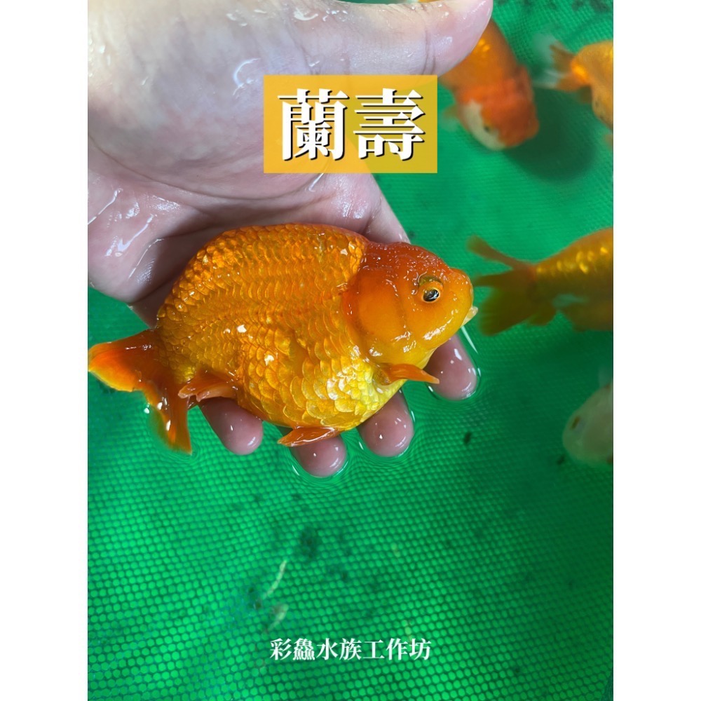 金魚-蘭壽/紅白蘭壽-規格圖1