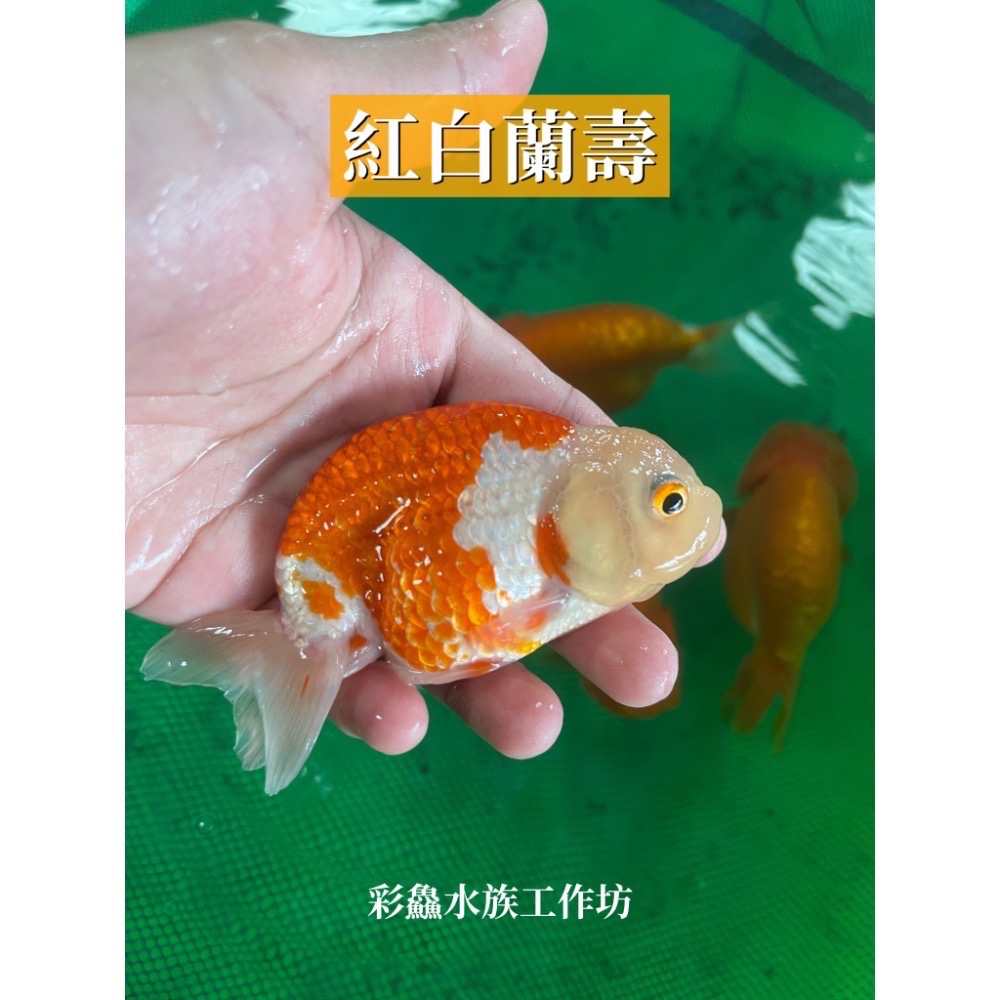 金魚-蘭壽/紅白蘭壽-規格圖1