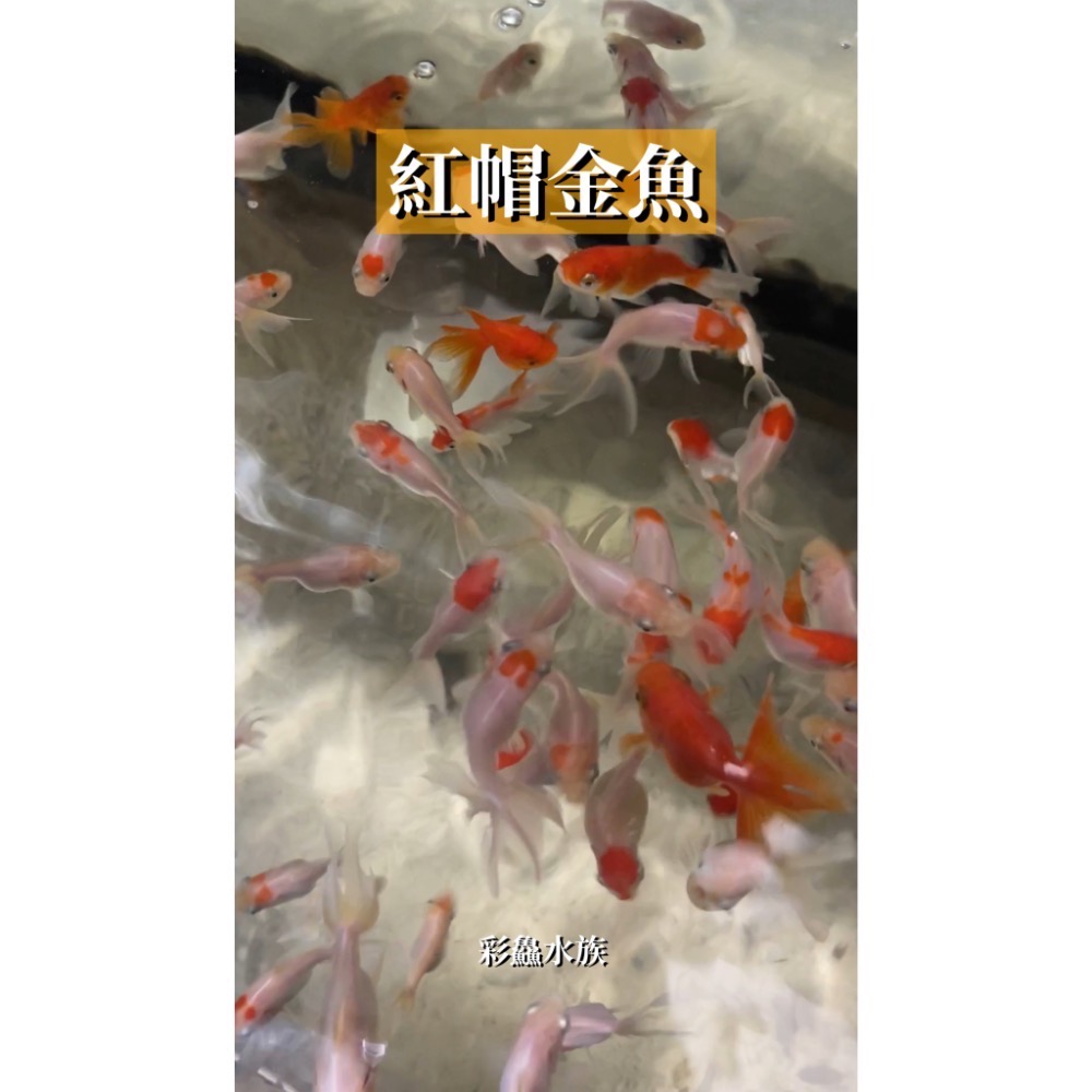 金魚-紅帽金魚-規格圖1