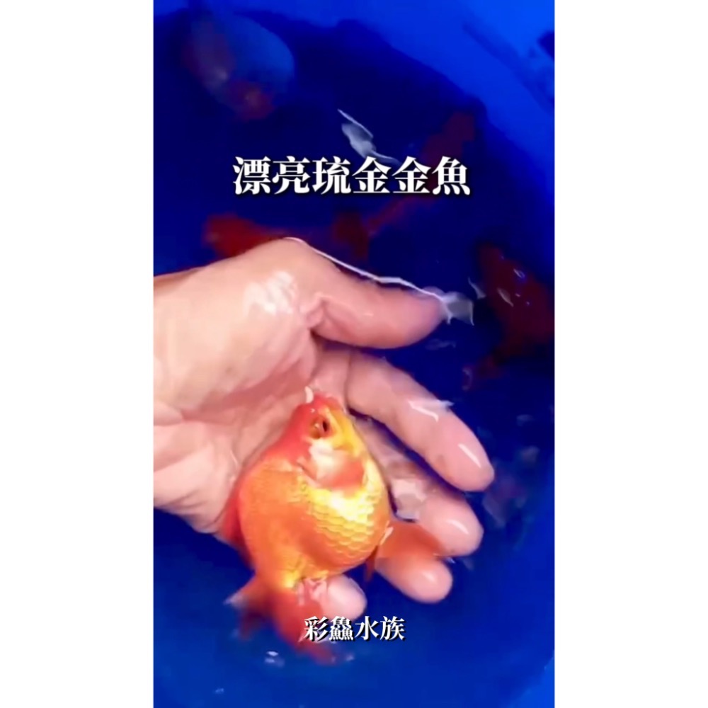 金魚-琉金金魚-細節圖2