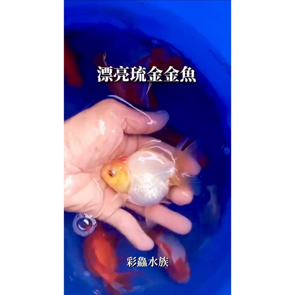 金魚-琉金金魚-細節圖3