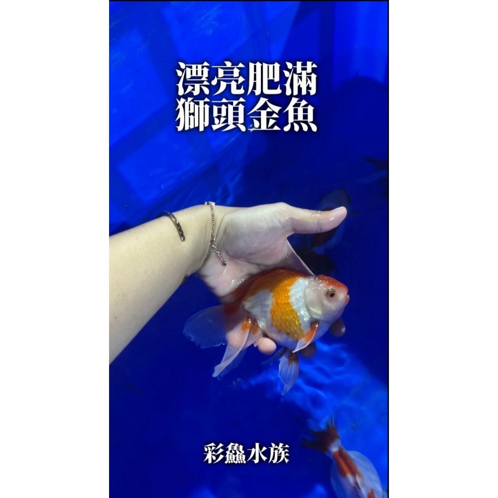 金魚-肥滿獅頭-細節圖2