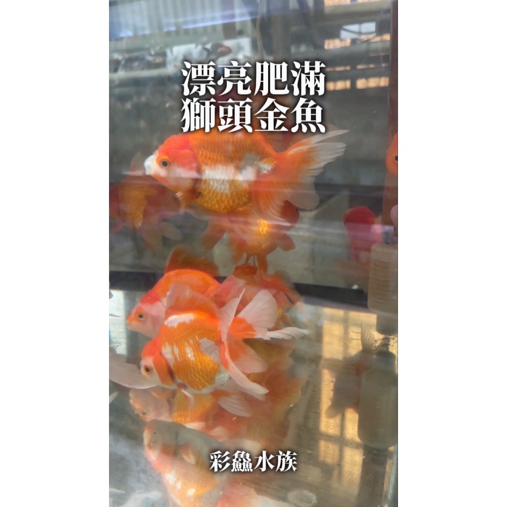 金魚-肥滿獅頭-細節圖3