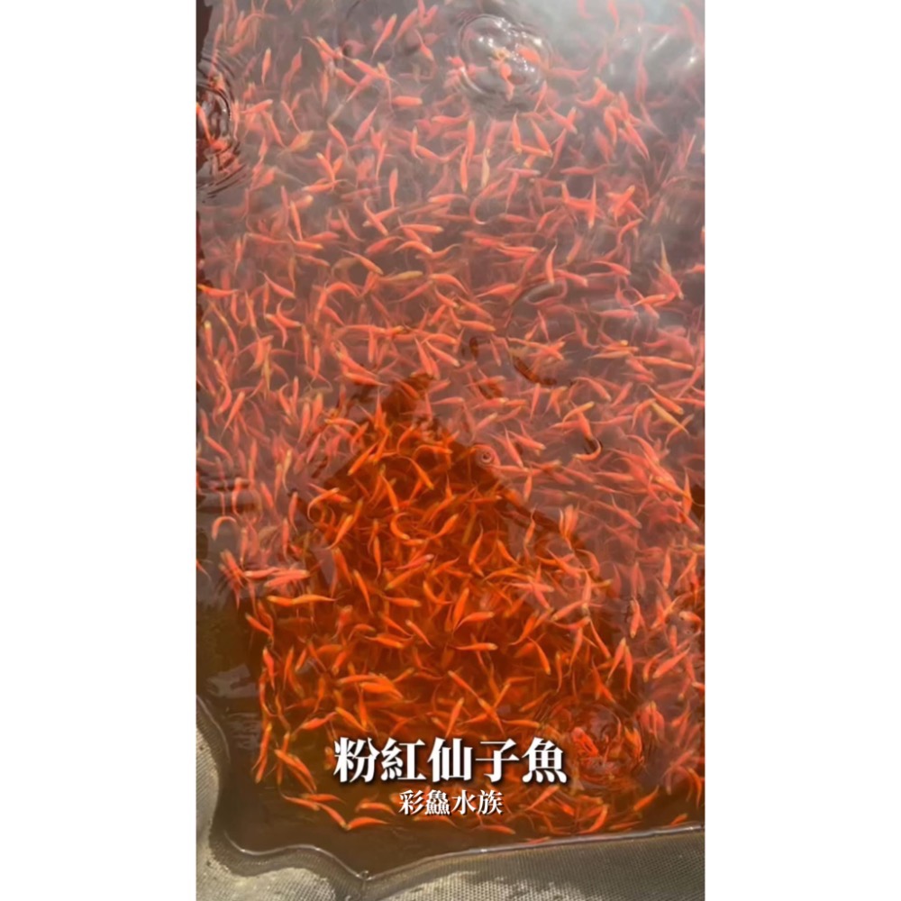 螢光魚/仙子魚-仙子魚-細節圖2