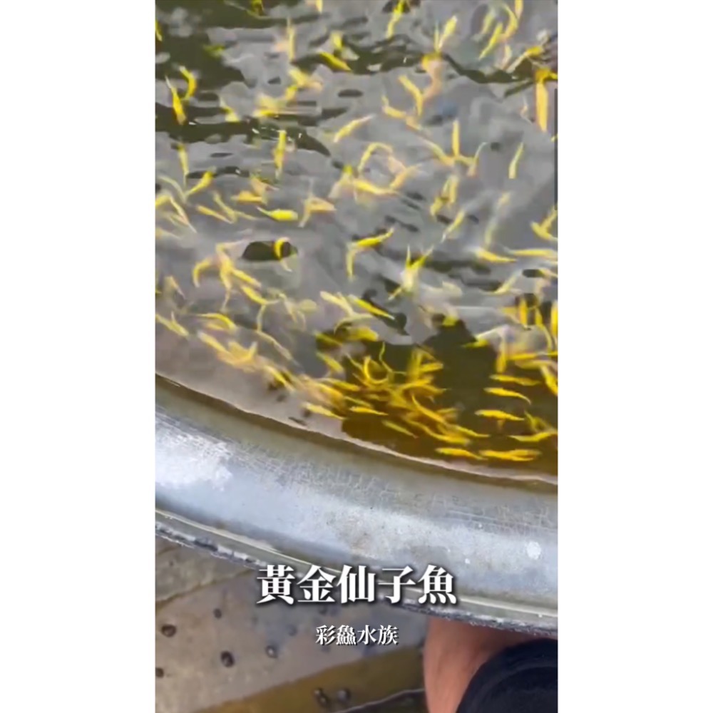 螢光魚/仙子魚-仙子魚-細節圖3