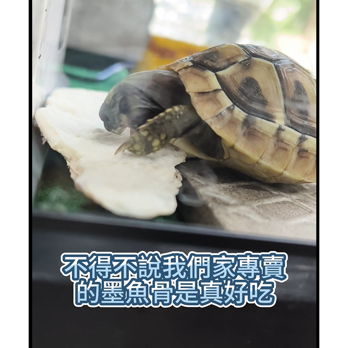 墨魚骨 (爬蟲鳥類寄居蟹補鈣可用) 1公克1元-細節圖2