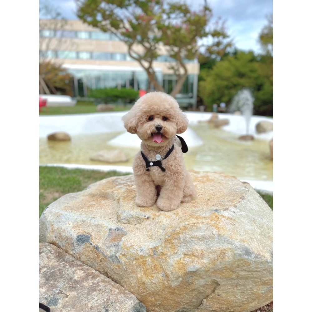 黑白狗造型胸背(含牽繩)-細節圖4