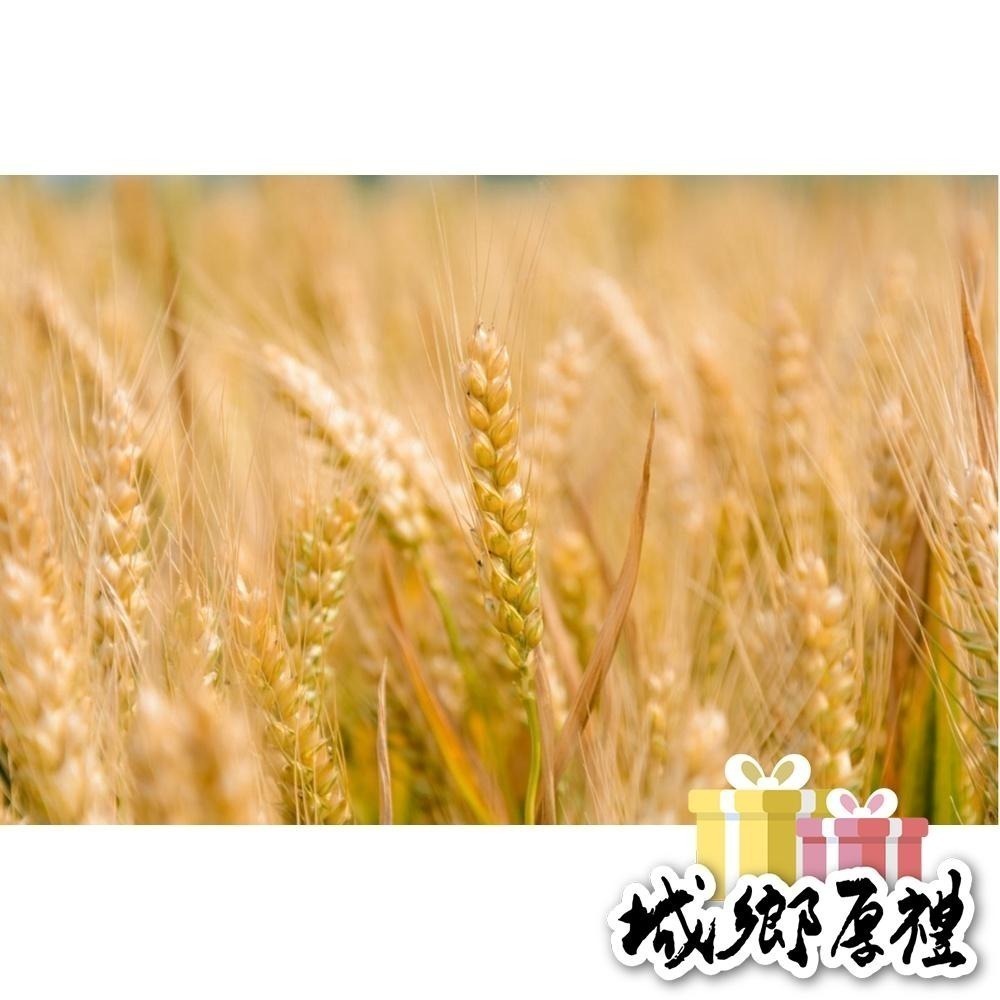 【  展榮商號 麥爆 隨身包 】 爆麥粒 台灣小麥 使用橄欖油 令人驚嘆 非油炸 零食 團購美食 獨家生產-細節圖8