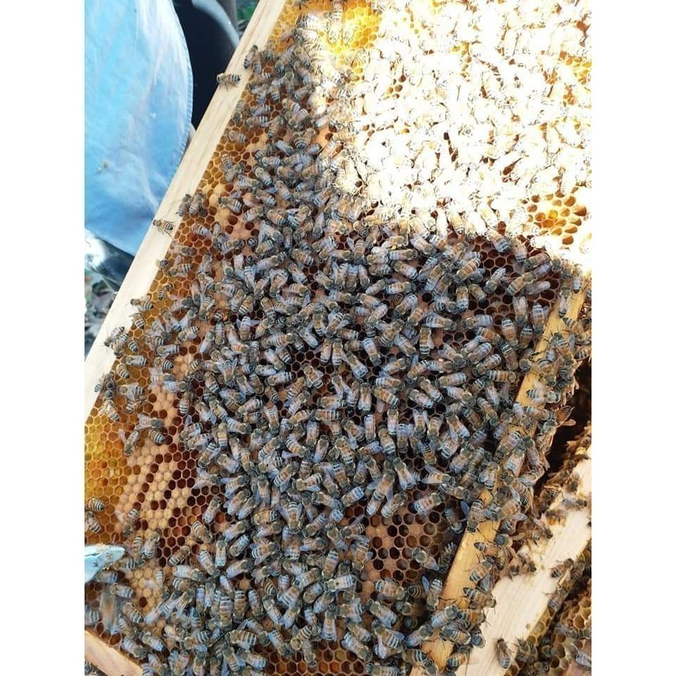 🌟台灣100%純天然蜂蜜 🌟超便宜加量版300ml-細節圖3