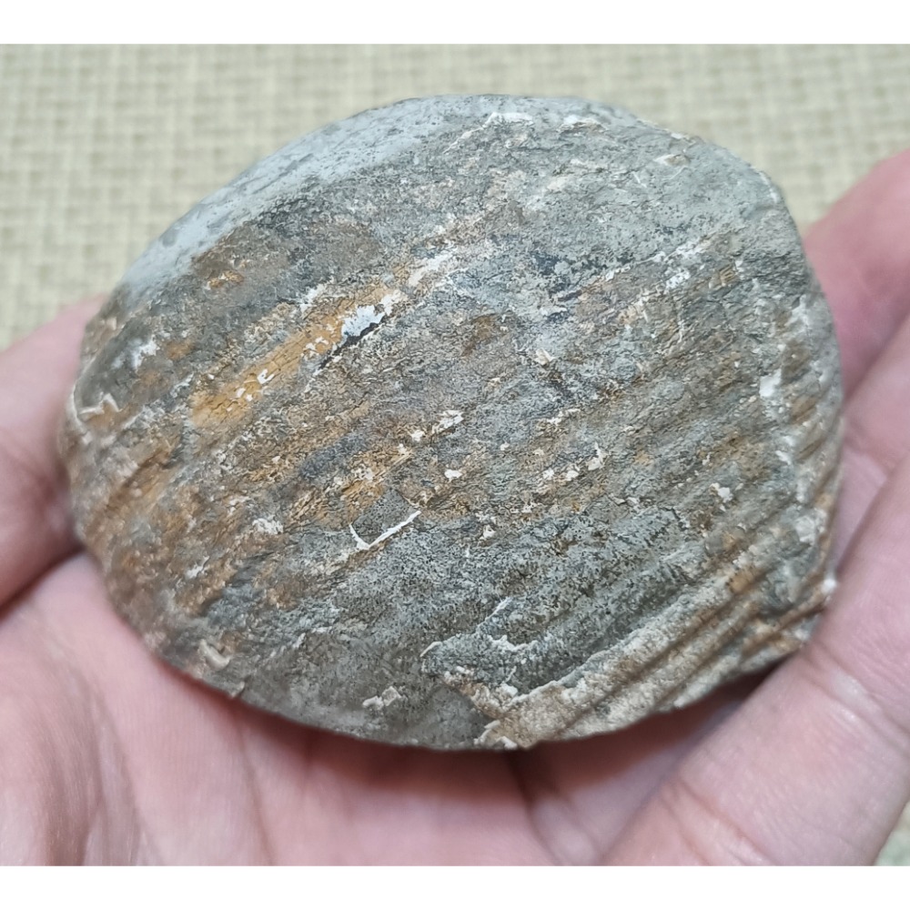 台灣鶉螺貝殼化石-細節圖2