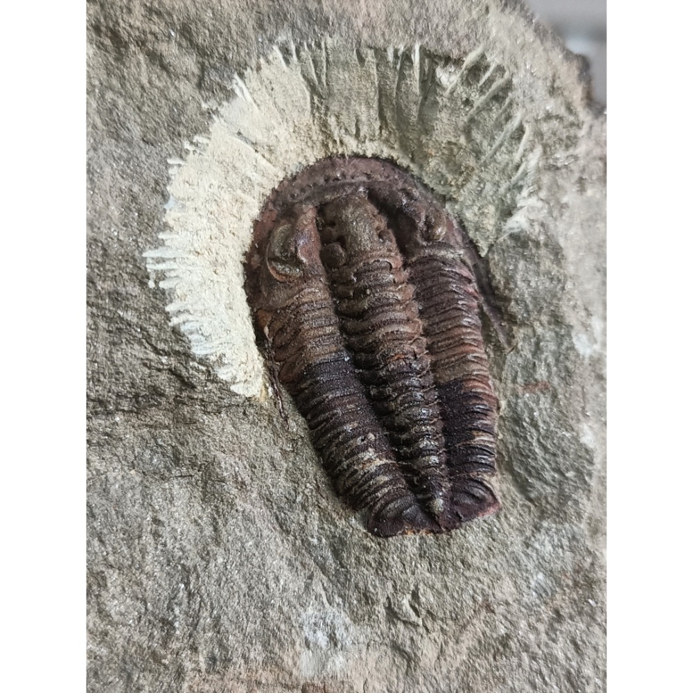 摩洛哥三葉蟲化石一對-細節圖2