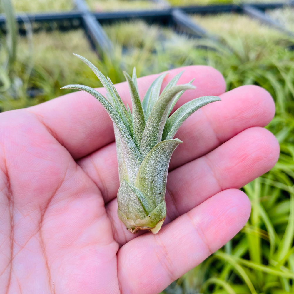 內莉蘿絲x束花小精靈(雨林) T. ＇Nellie Rose＇ x ionantha v. stricta-細節圖2