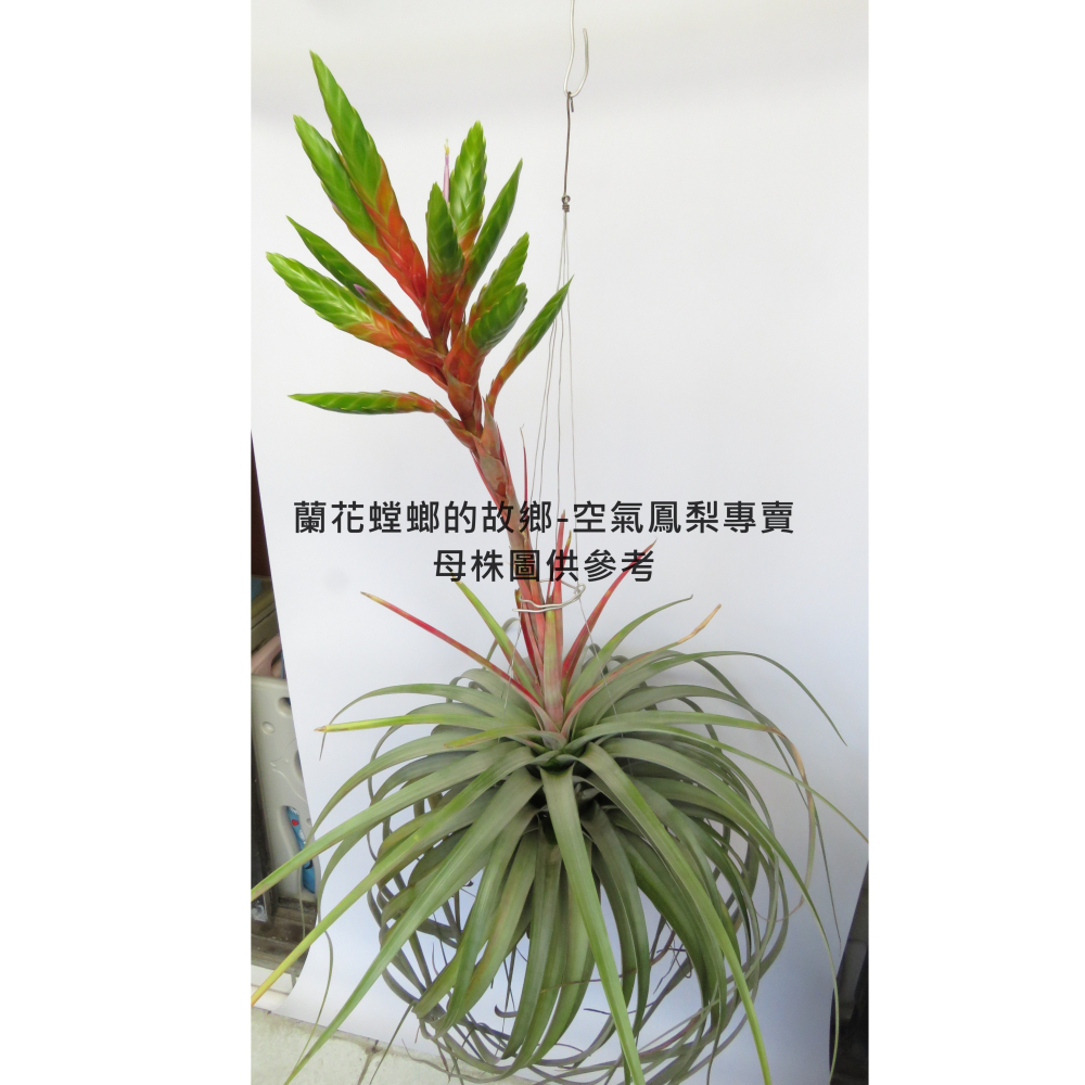 內莉蘿絲x束花小精靈(雨林) T. ＇Nellie Rose＇ x ionantha v. stricta-細節圖3