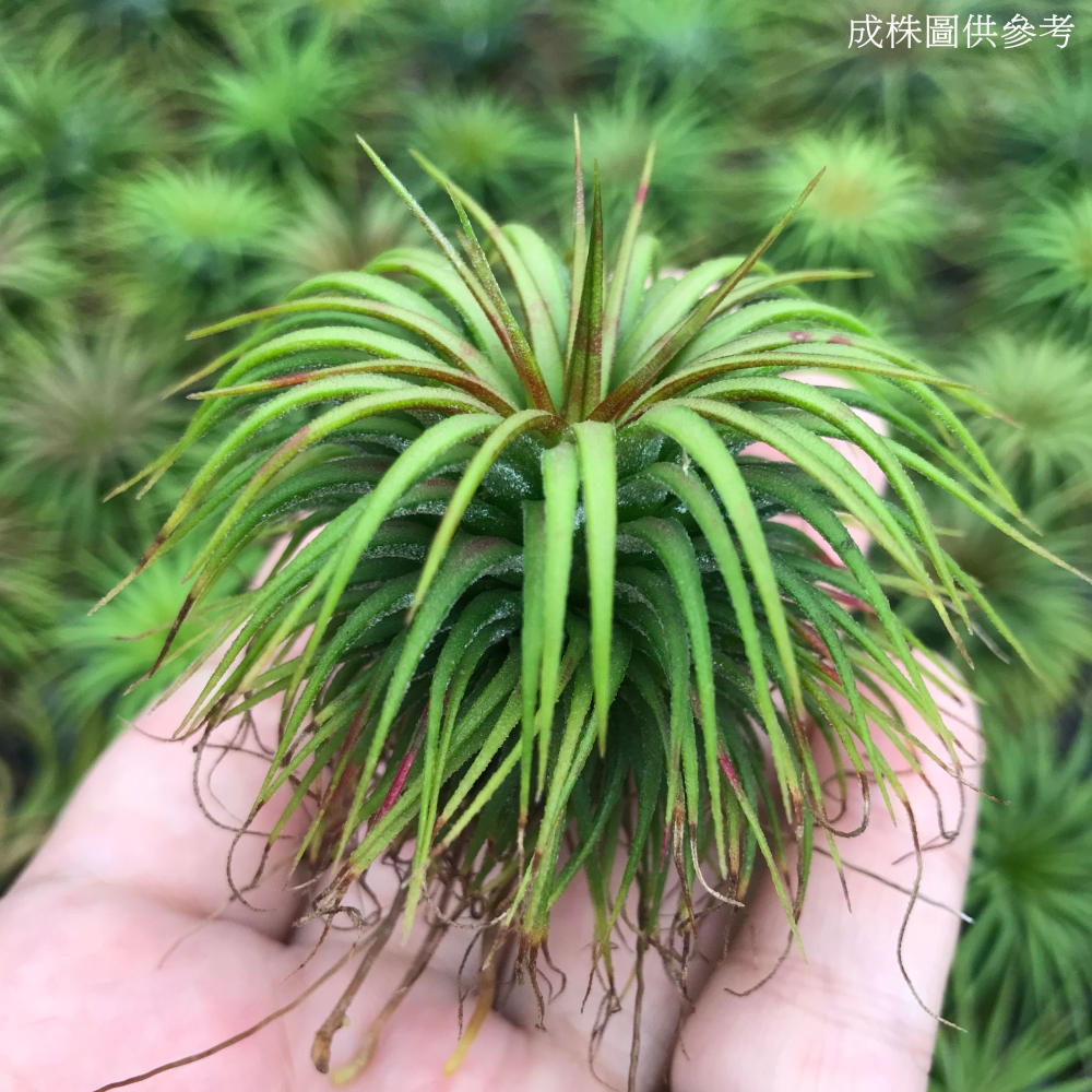 內莉蘿絲x束花小精靈(雨林) T. ＇Nellie Rose＇ x ionantha v. stricta-細節圖4