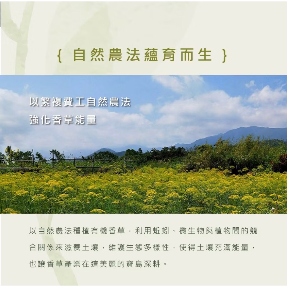 Blueseeds芙彤園 每日舒活滾珠精油組（2ml*5入）薰衣草 柑橘 檸檬 迷迭香 茶樹 精油-細節圖4