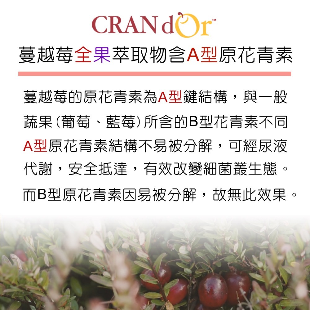 DL-ABS淨敏舒®蔓越莓+私密益生菌+洛神花萼+甘露糖膠囊(60粒)【3大國際原廠授權 2道私密呵護】全素-細節圖6