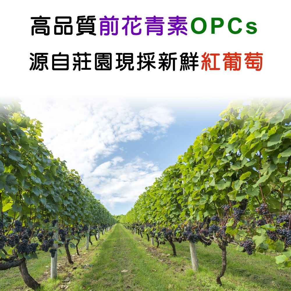 IVITAL艾維特®NMN EX膠囊「買3送1組」【β-菸醯胺單核苷酸NMN/穀胱甘肽/珍珠粉/德國膠原蛋白/葡萄籽】-細節圖5