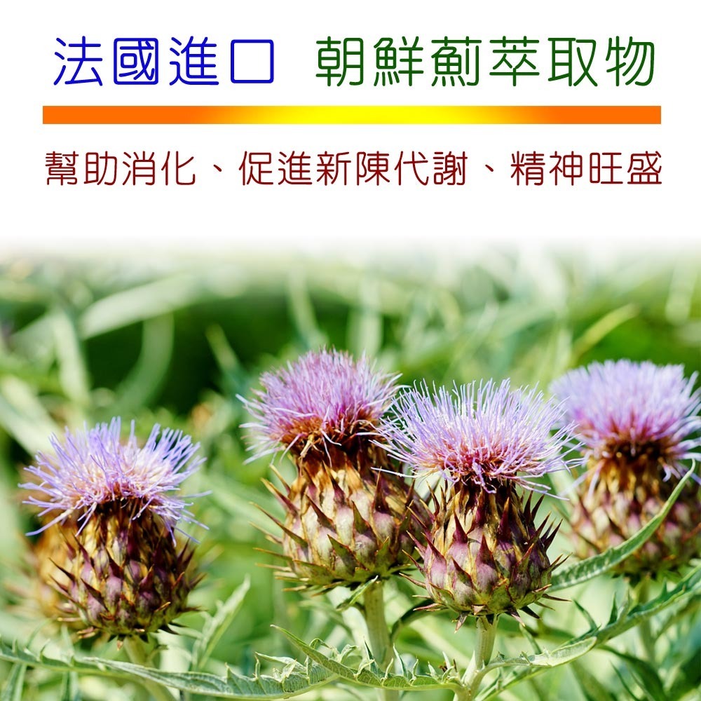 IVITAL艾維特®肝精+B群+朝鮮薊萃取物膠囊(60粒)「買3送1組」【法國進口朝鮮薊萃取物、德國進口肝精 】免運-細節圖7