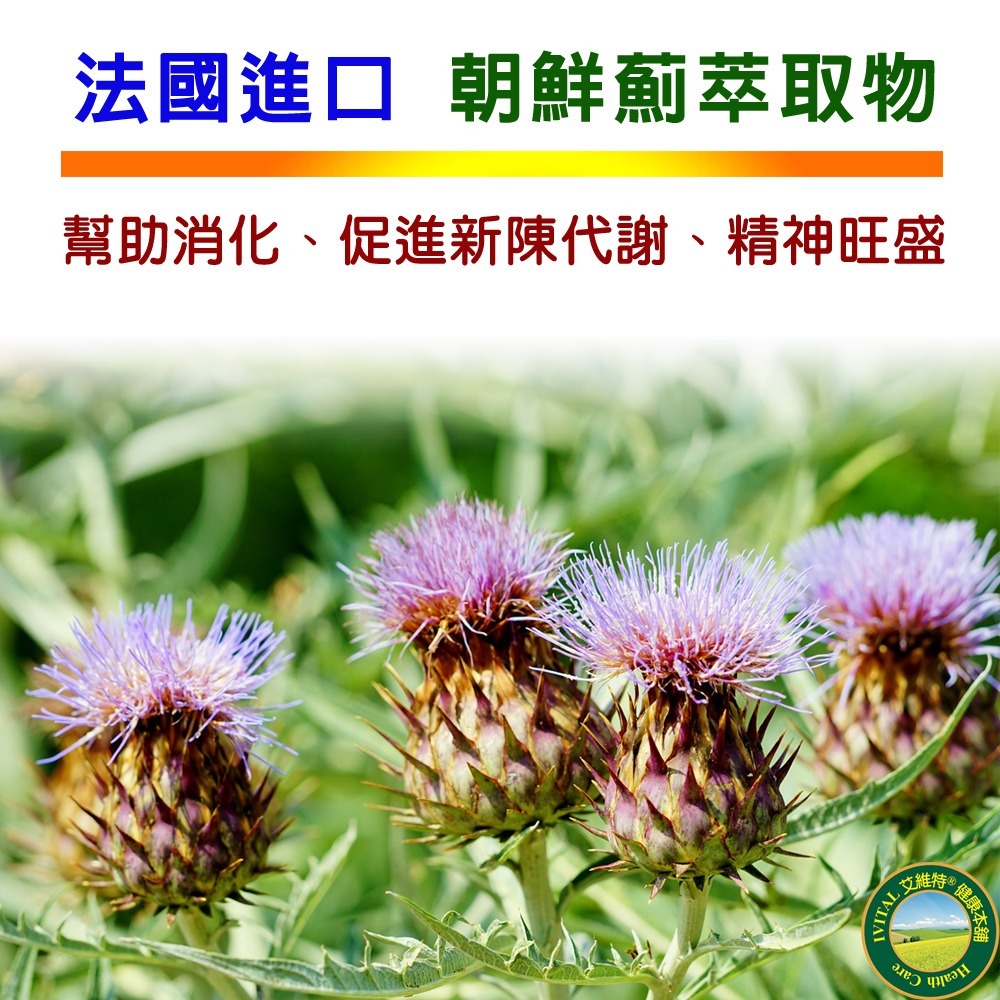 IVITAL艾維特®肝精+B群+朝鮮薊萃取物膠囊(90粒)「買3送1組」【法國進口朝鮮薊萃取物、德國進口肝精 】免運-細節圖5