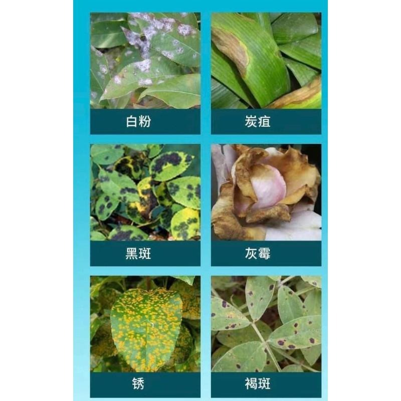 花病康植物花卉通用型抗菌噴霧-細節圖2