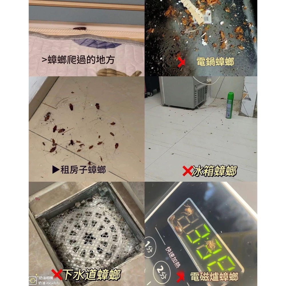 強效無毒無火驅蚊驅蟑驅蟲盒（一組2盒）-細節圖7