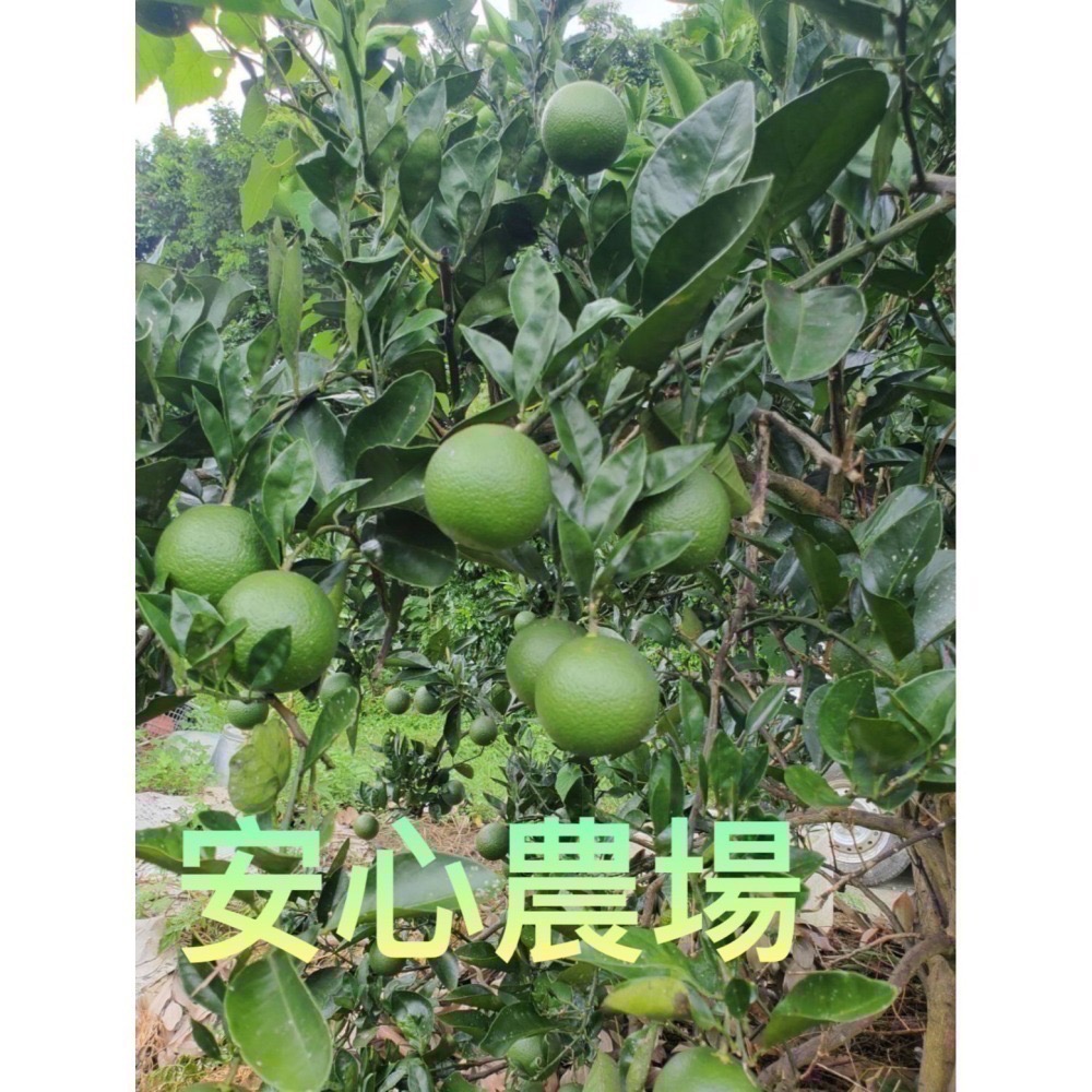 《安心農場》柳丁7台斤$400（含運）草耕無毒施作~溯源農糧產品-細節圖3