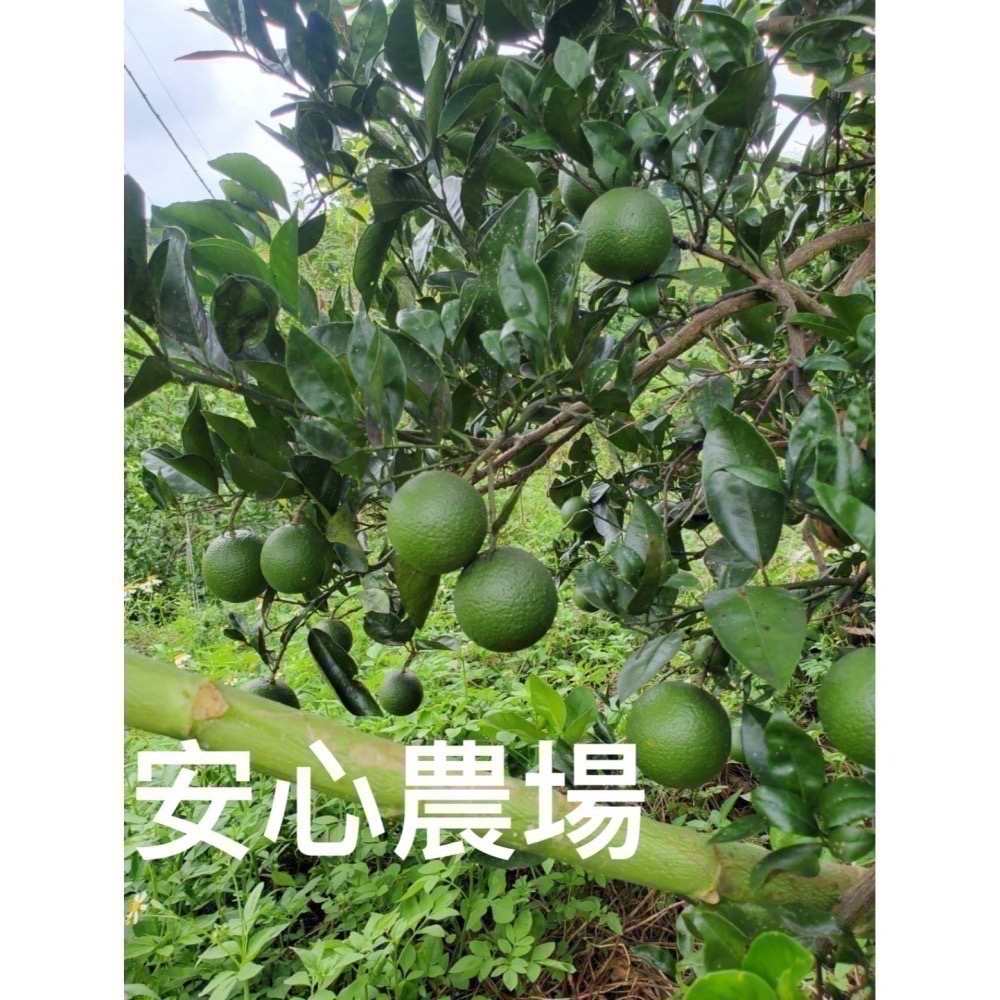 《安心農場》柳丁7台斤$400（含運）草耕無毒施作~溯源農糧產品-細節圖4