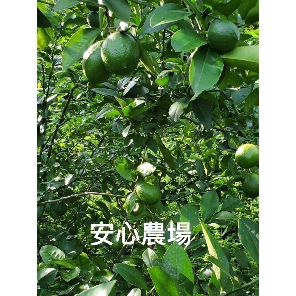 《安心農場》翡翠檸檬(7台斤$450）草耕無毒施作~溯源農糧產品-細節圖2