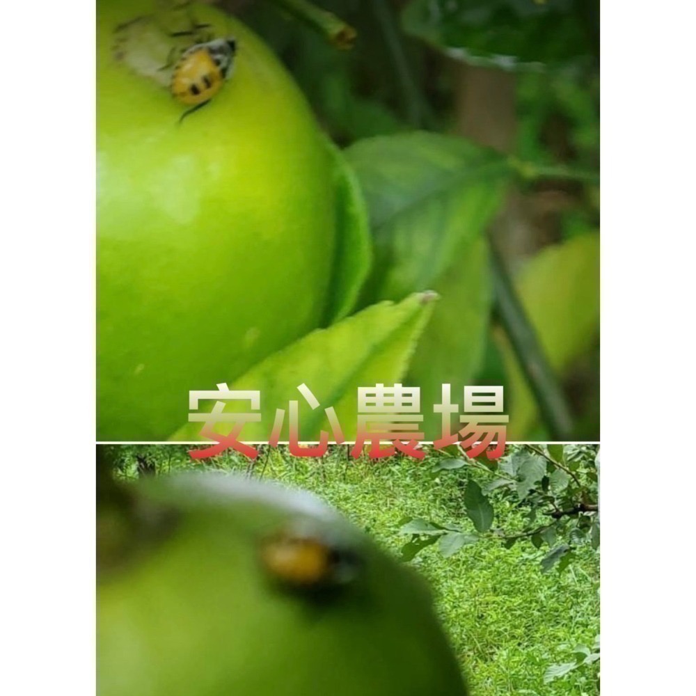 《安心農場》翡翠檸檬(7台斤$450）草耕無毒施作~溯源農糧產品-細節圖3