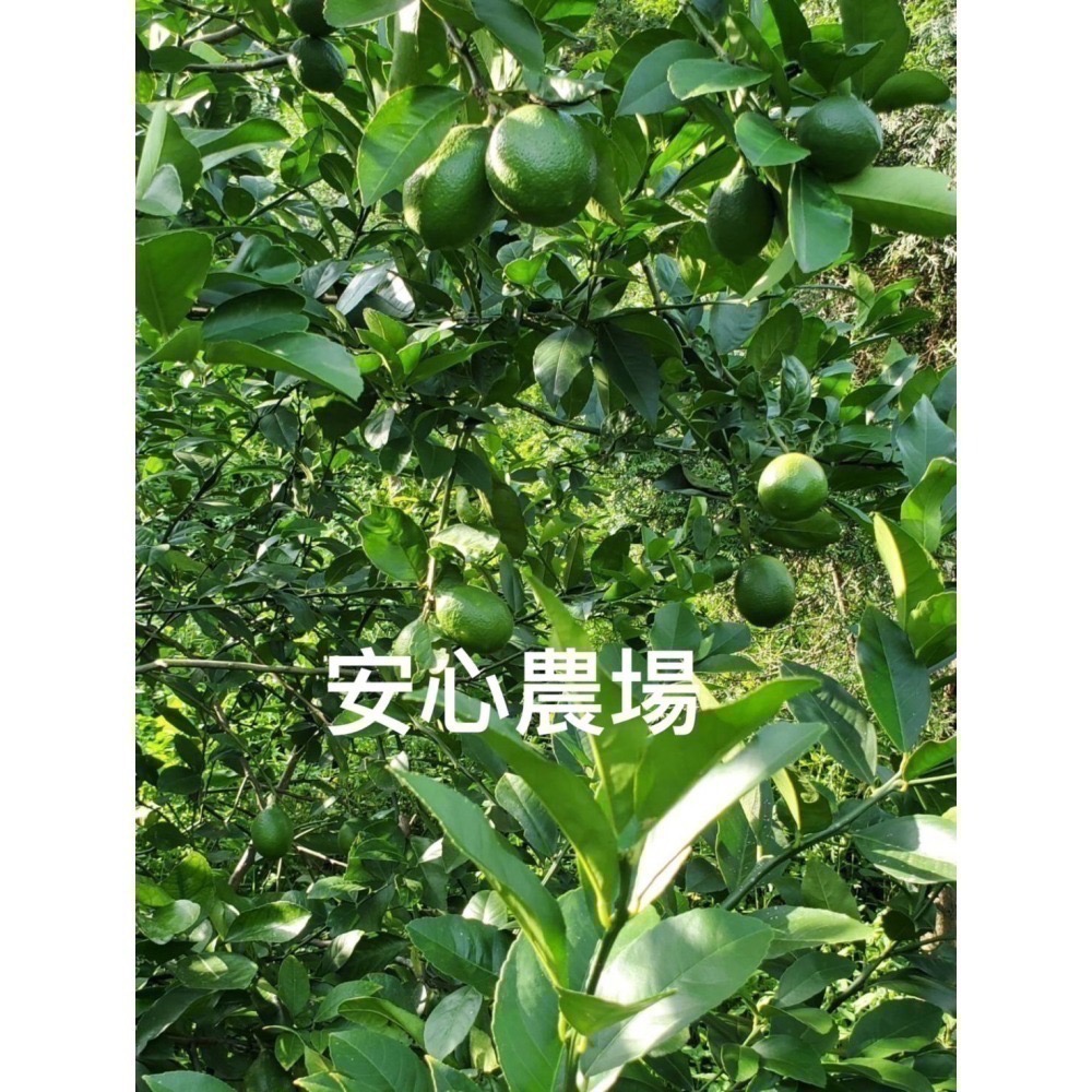 《安心農場》翡翠檸檬(7台斤$450）草耕無毒施作~溯源農糧產品-細節圖6
