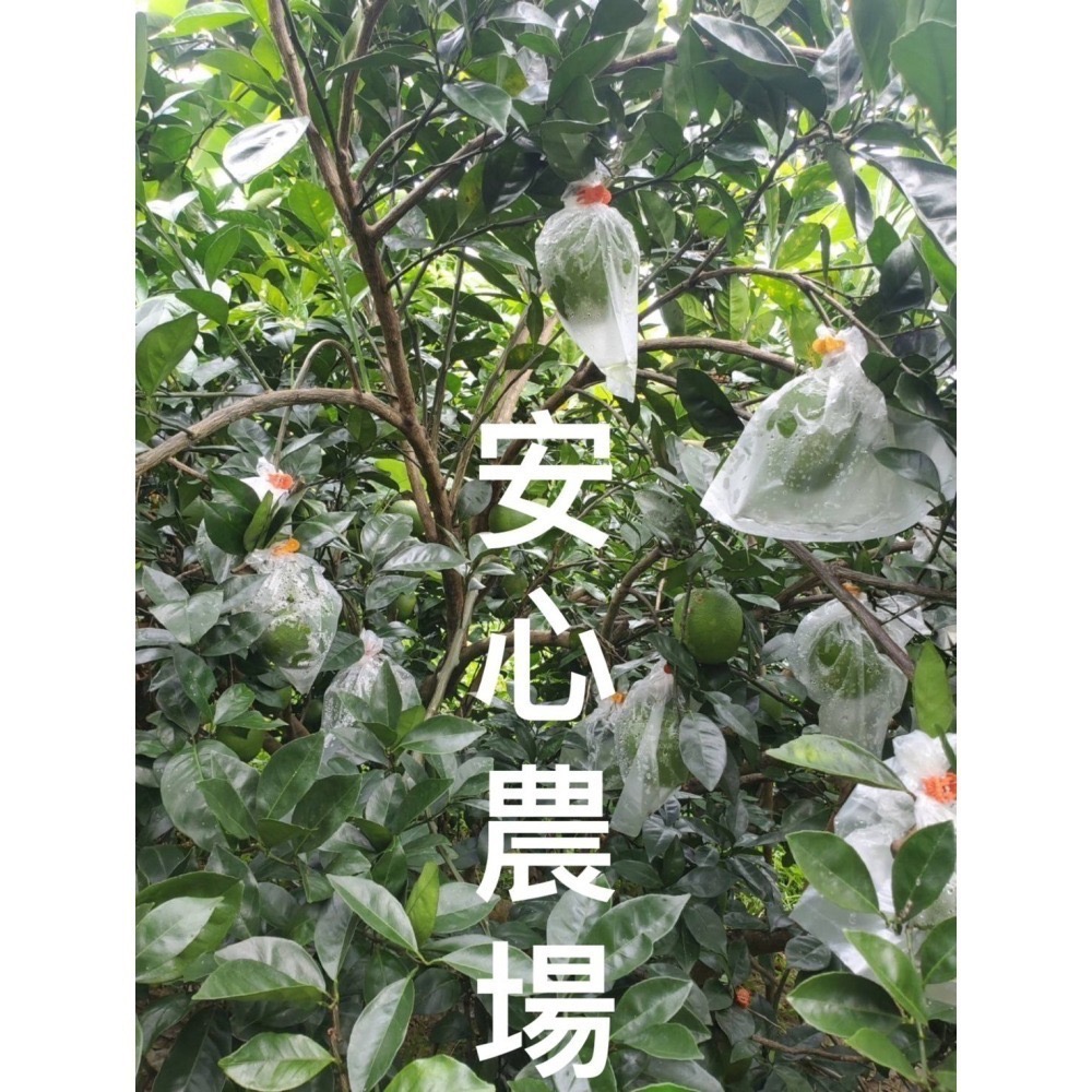《安心農場》木瓜蜜丁(7台斤$400)草耕無毒施作~溯源農糧產品-細節圖4
