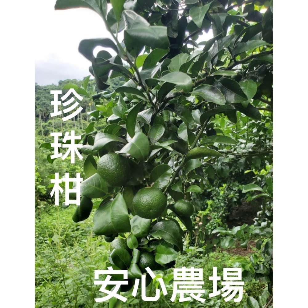 《安心農場》珍珠柑(7斤$400）草耕無毒施作~溯源農糧產品-細節圖2