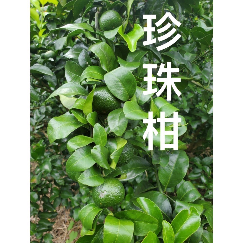 《安心農場》珍珠柑(7斤$400）草耕無毒施作~溯源農糧產品-細節圖3