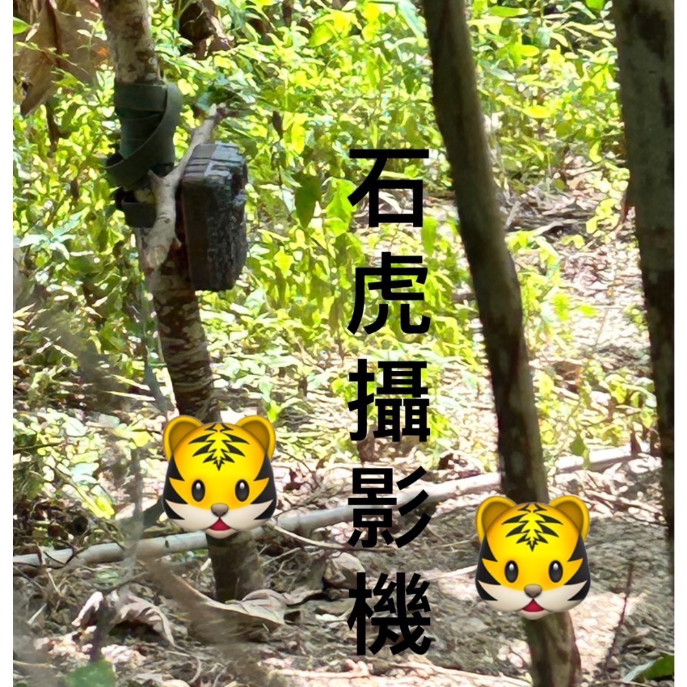 《安心農場》珍珠柑(7斤$400）草耕無毒施作~溯源農糧產品-細節圖4