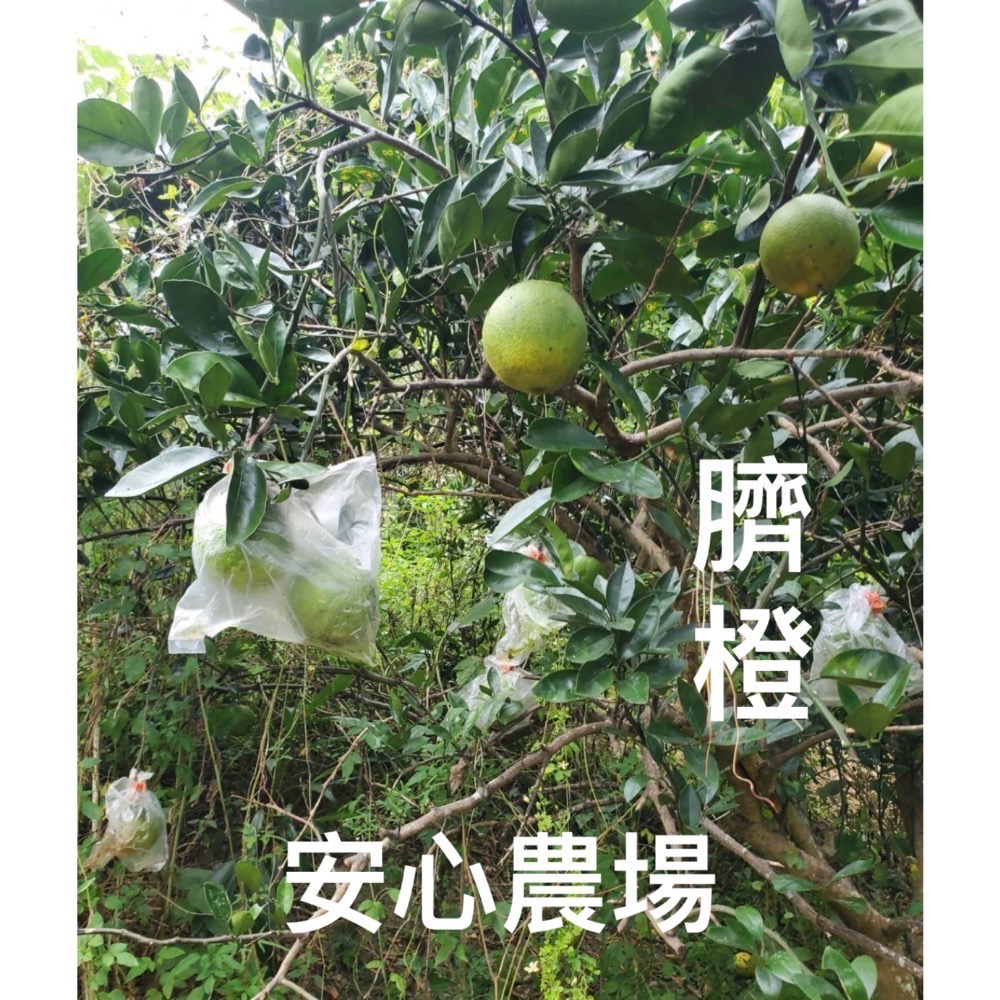 《有機臍橙》ㄧ箱7台斤$500（含運）有機耕作～溯源農糧產品-細節圖4