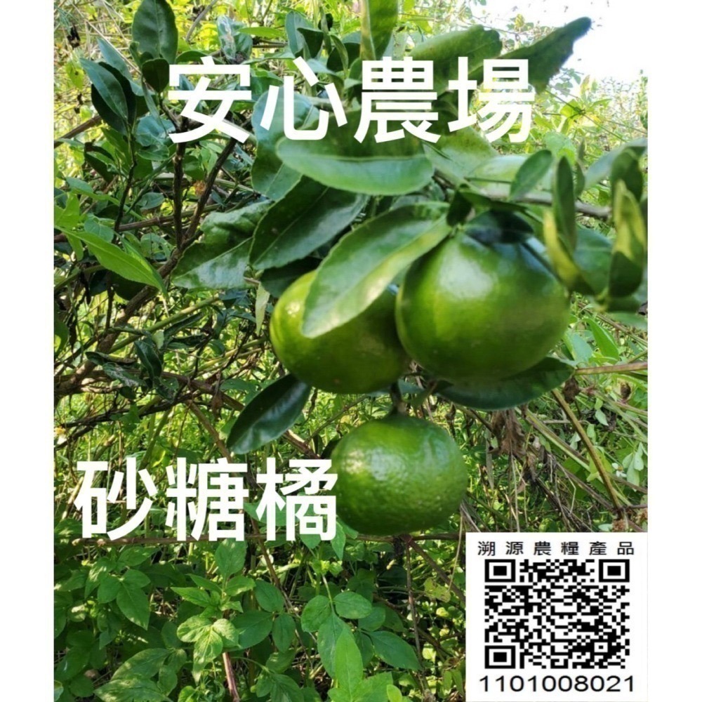 《黃金綠皮砂糖橘》（7台斤$500）草耕無毒施作~溯源農糧產品-細節圖2