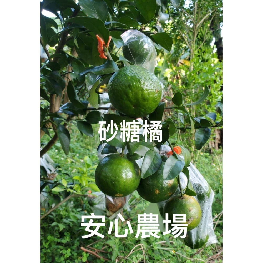 《黃金綠皮砂糖橘》（7台斤$500）草耕無毒施作~溯源農糧產品-細節圖5