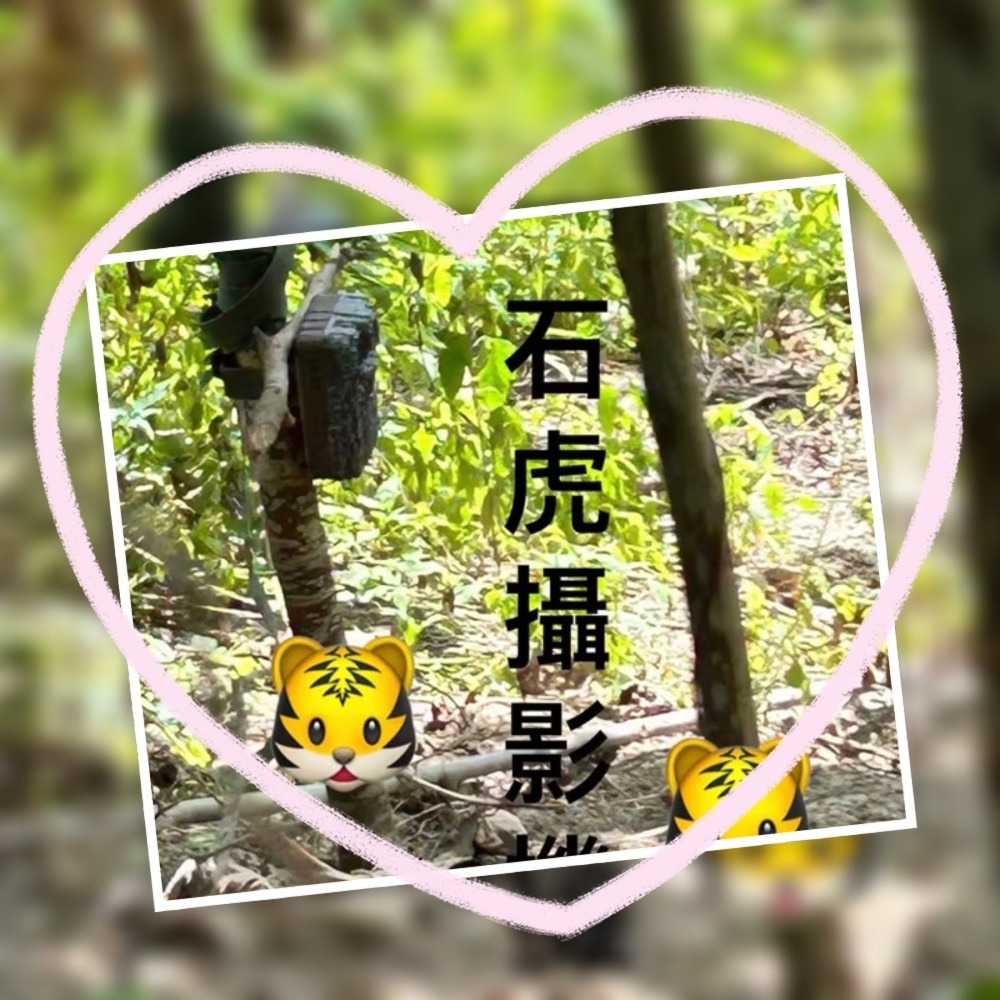 《黃金綠皮砂糖橘》（7台斤$500）草耕無毒施作~溯源農糧產品-細節圖7