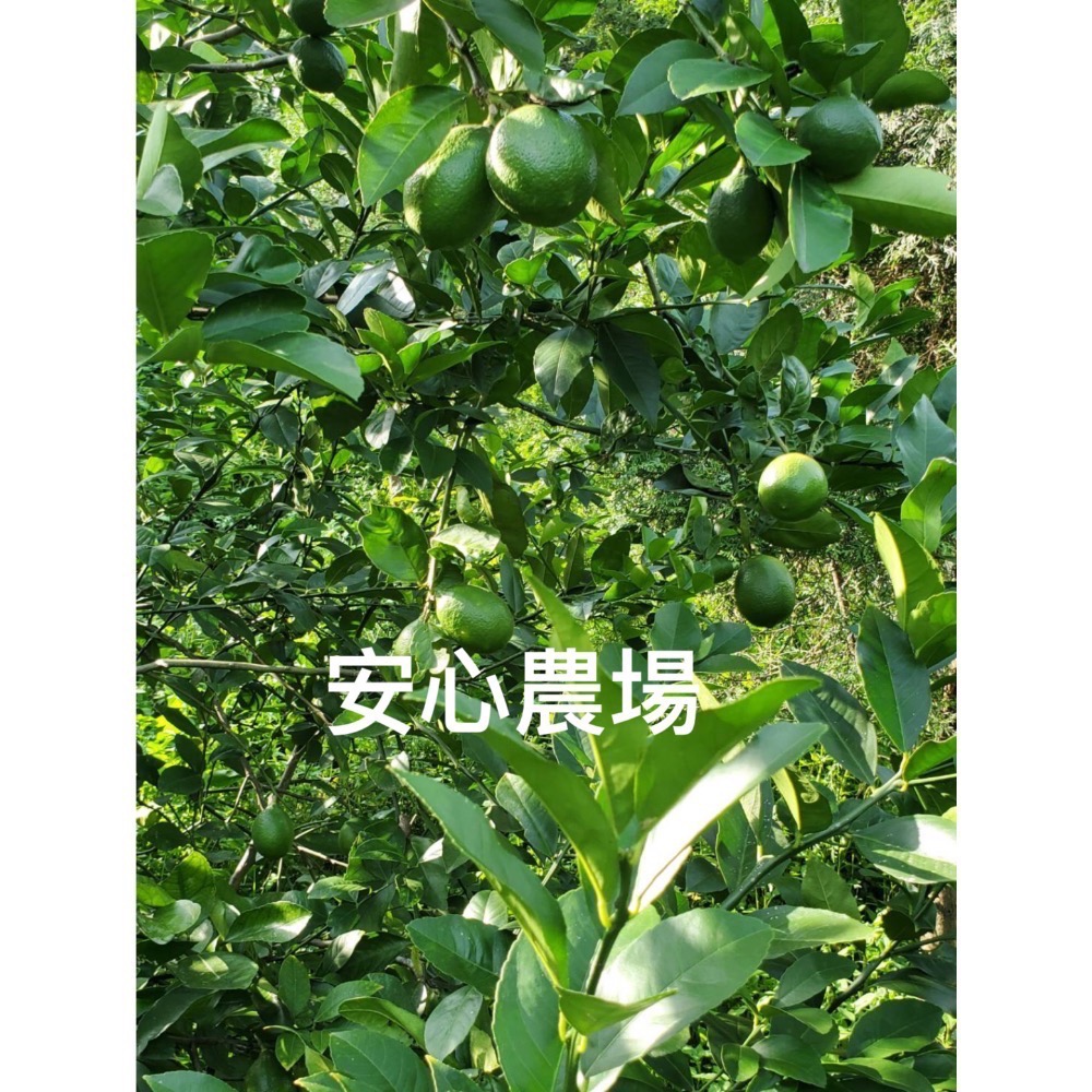 《有機B級檸檬》一箱7台斤$350（含運）有機耕作～溯源農糧產品～-細節圖6