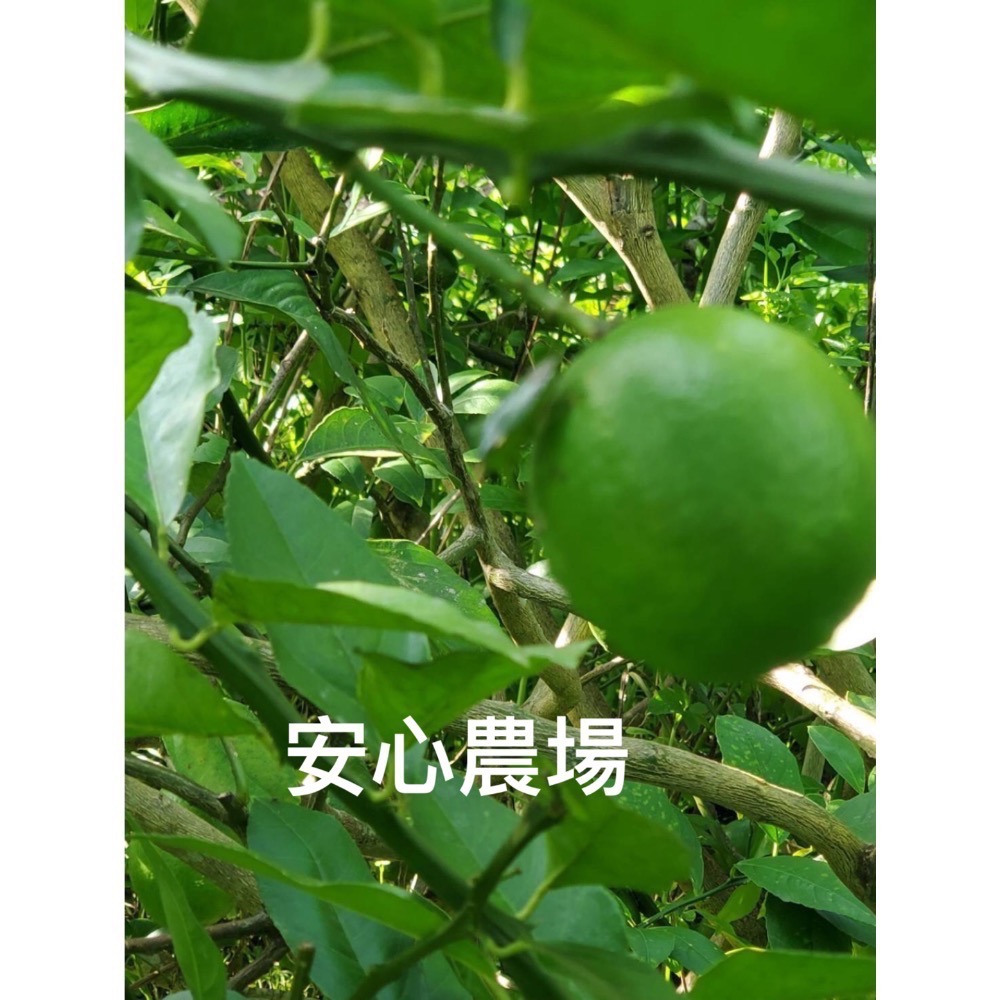 《有機B級檸檬》一箱7台斤$350（含運）有機耕作～溯源農糧產品～-細節圖7